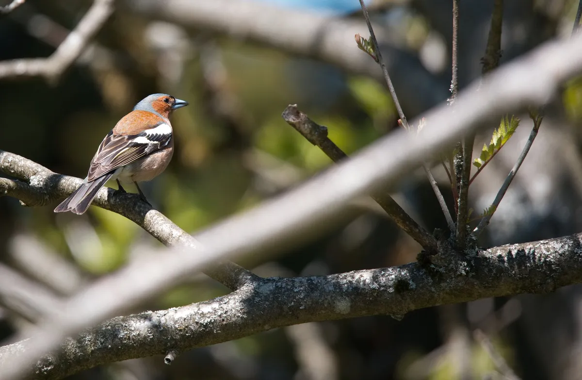 individueller-fotokurs-frankfurt-rhein-main-bird-0-kl.jpg